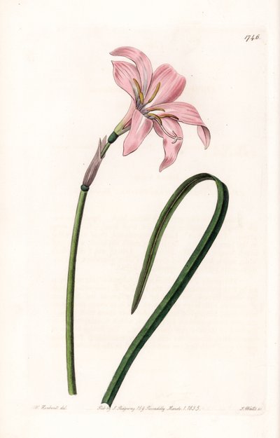 Zephyranthes hybride variété - Sydenham Teast Edwards