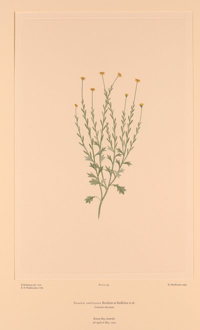 Florilège de Banks, Planche 159 Calotis Lappulacea - Sydney (after) Parkinson