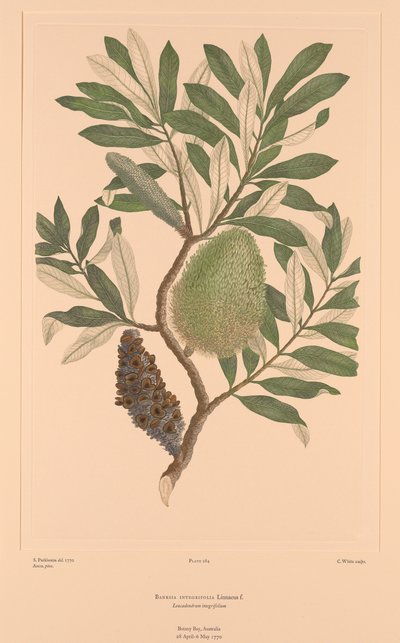 Florilège de Banks, Planche 284 Banksia Integrifolia - Sydney (after) Parkinson