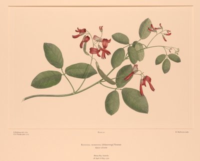 Florilège de Banks, Planche 74 Kennedia Rubicunda - Sydney (after) Parkinson