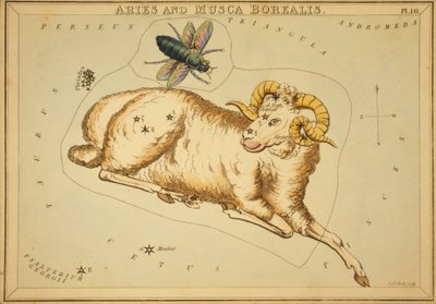 Bélier et Musca Borealis, Illustration de 