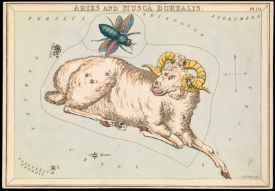Bélier et Musca borealis, c.1825 - Sydney Hall