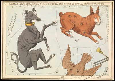 Canis Major. Lepus, Columba Noachi & Cela Sculptoris, vers 1825 - Sydney Hall