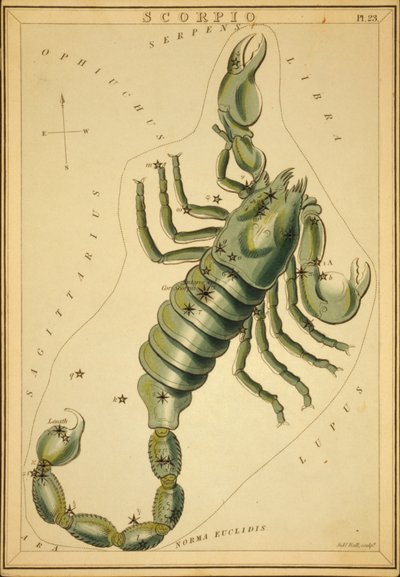 Scorpion, Illustration de 