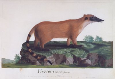 Femelle de Viverra nasuta, gravure en couleur par Sidney Parkinson - Sydney Parkinson