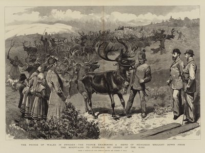 Le prince de Galles en Suède, le prince examinant un troupeau de rennes descendus des montagnes à Storlien sur ordre du roi - Sydney Prior Hall