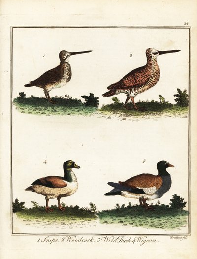 Oiseaux de gibier : bécassine, bécasse, canard sauvage et sarcelle. 1792 (gravure) - T. Prattent