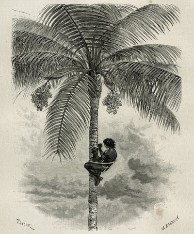 La récolte de la cire de palmier ceroxylon, dans le Quindio (Colombie), gravure par Taylor et Ferdinandus, pour illustrer l