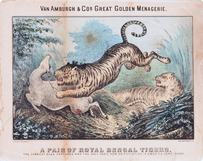 Une paire de tigres du Bengale royal - T. W. Strong