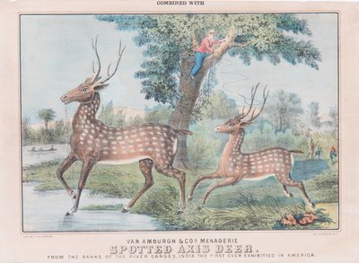 Cerf Axis tacheté - T. W. Strong
