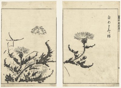 Chardons et papillon (Gahon shinkoku makiage) - Tachibana Morikuni (attributed to)