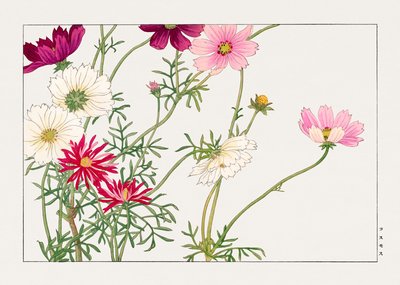 Fleur de cosmos de "Seiyou Sokazufu" - Tanigami Konan