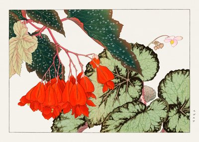 Cracklin Rosie Begonia flower from "Seiyou Sokazufu" (fleur de bégonia de Cracklin Rosie) - Tanigami Konan