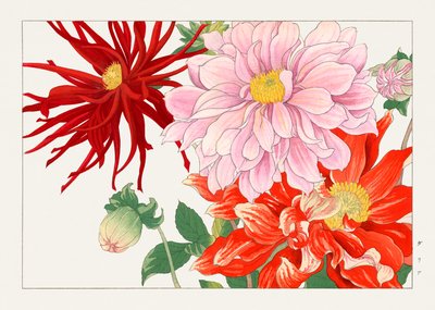 Fleur de dahlia de "Seiyou Sokazufu" - Tanigami Konan