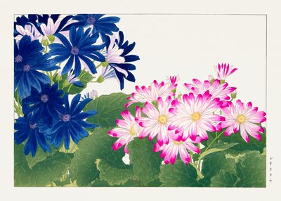 Fleur de cinéraire vintage de "Seiyou Sokazufu" - Tanigami Konan