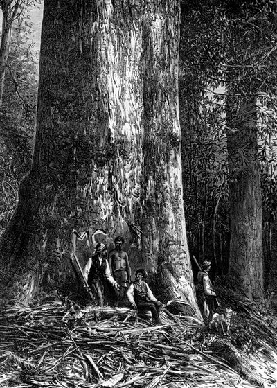 Géant eucalyptus, Australie, 1886 - Taylor
