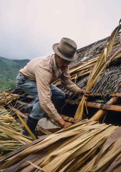 Un fermier colombien couvre son toit avec des feuilles de canne à sucre. - près de Pamira, Colombie SA - Ted Spiegel