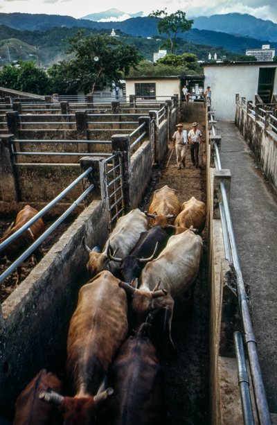 Bétail arrivant au corral de Palmira, Colombie - Ted Spiegel