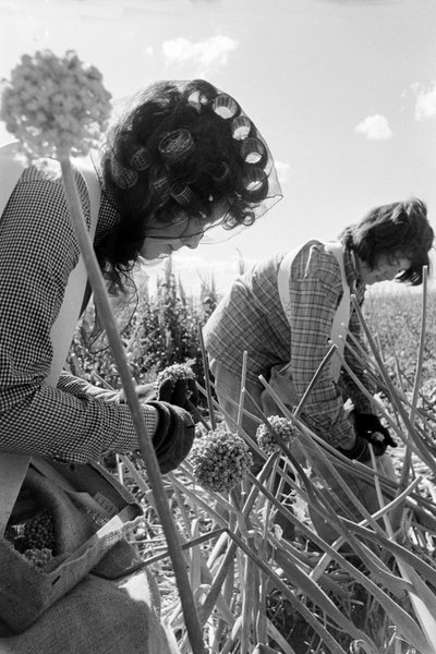 Le fermier Ed Ker à A.M. Ker Ranch est un colon agricole cultivant de la luzerne... - Ted Spiegel