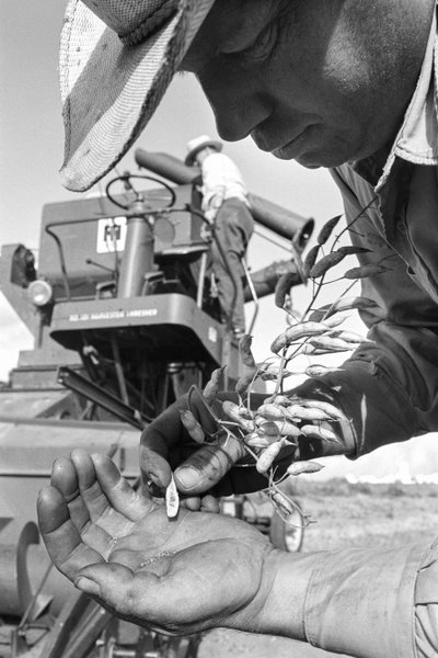 Agriculteur familial Ed Ker au ranch A.M. Ker, cultivateur d