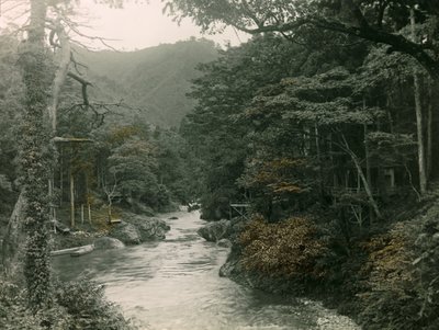 Forêt d
