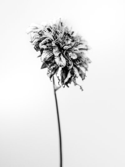 Parmi les fleurs 17 - Teis Albers