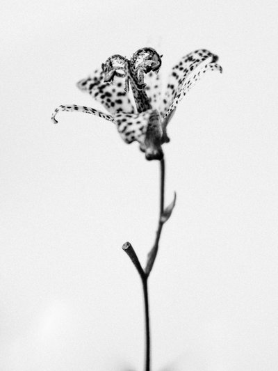 Parmi les fleurs 18 - Teis Albers