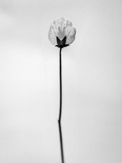Parmi les fleurs 26 - Teis Albers
