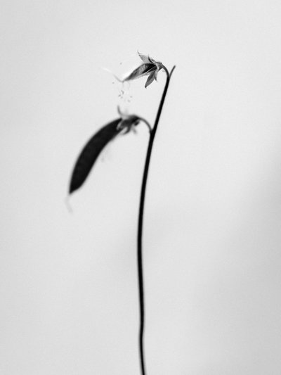 Parmi les fleurs 27 - Teis Albers