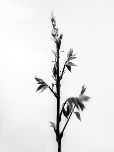 Parmi les fleurs 32, 2021 - Teis Albers