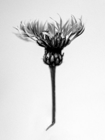 Parmi les fleurs 37 - Teis Albers