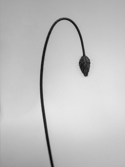 Parmi les fleurs 39 - Teis Albers