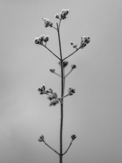 Parmi les fleurs 4 - Teis Albers