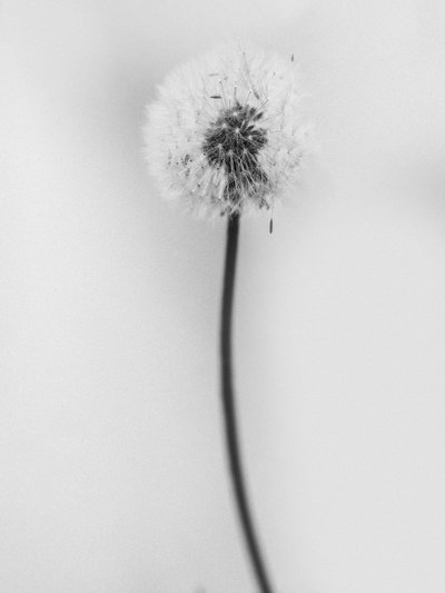 Parmi les fleurs 62 - Teis Albers