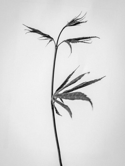 Parmi les fleurs 65 - Teis Albers