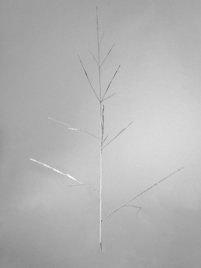 Parmi les fleurs 69, 2021 - Teis Albers