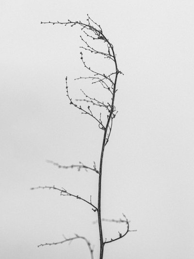 Parmi les fleurs 8 - Teis Albers