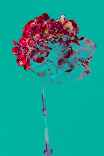 Hortensia - Teis Albers