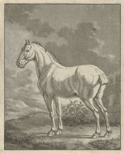 Cheval blanc dans un pré - Tethart Philip Christian Haag