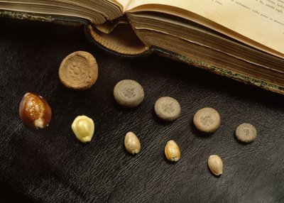 Monnaie en coquille de cauri et pièces en terre cuite de la période Ayutthaya - Thai School
