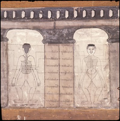 Représentation des points de massage sur le corps humain (peinture murale) - Thai School