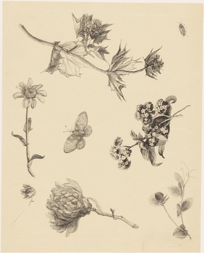 Fleurs et feuilles - Theo van Hoytema