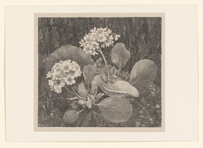 Primevère dans la mousse (Études de fleurs) - Theo van Hoytema