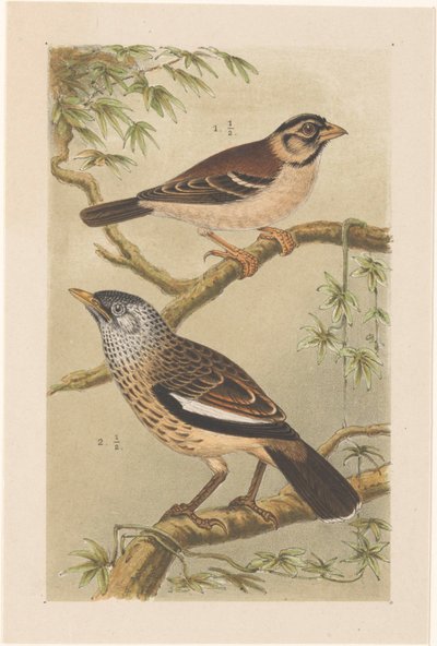 Deux oiseaux sur des branches - Theo van Hoytema