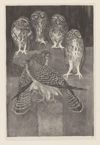 Quatre chouettes et deux faucons (Dierstudies) - Theo van Hoytema