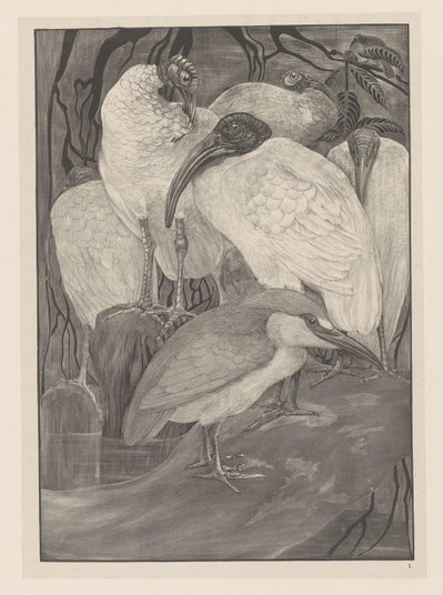 Cinq ibis et un bihoreau (Études d