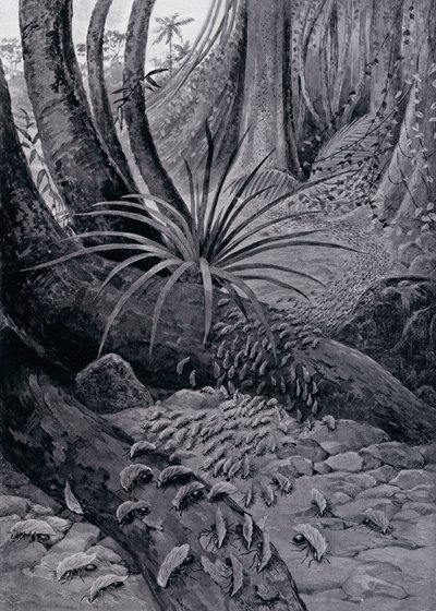 La Coushie ou Fourmi Coupeuse de Feuilles (lithographie) - Theobald Carreras