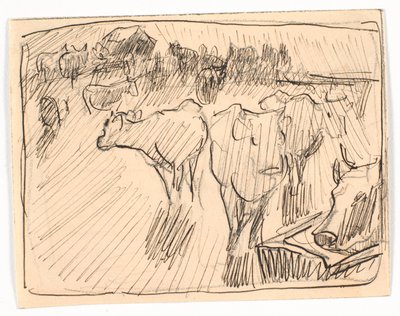 Vaches près d