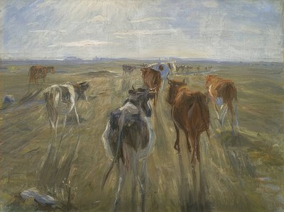 Longues ombres. Vaches sur l