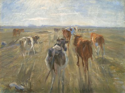Longues ombres. Bétail sur l